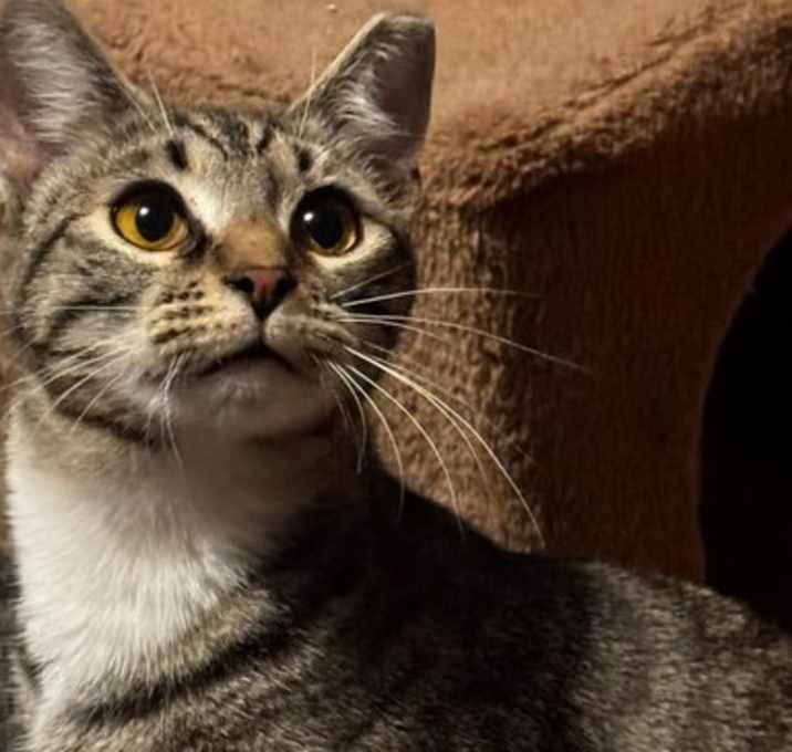 Photo of Sassafras