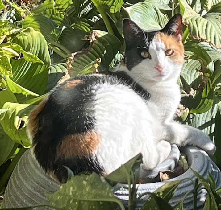 Photo of Kitty Kat