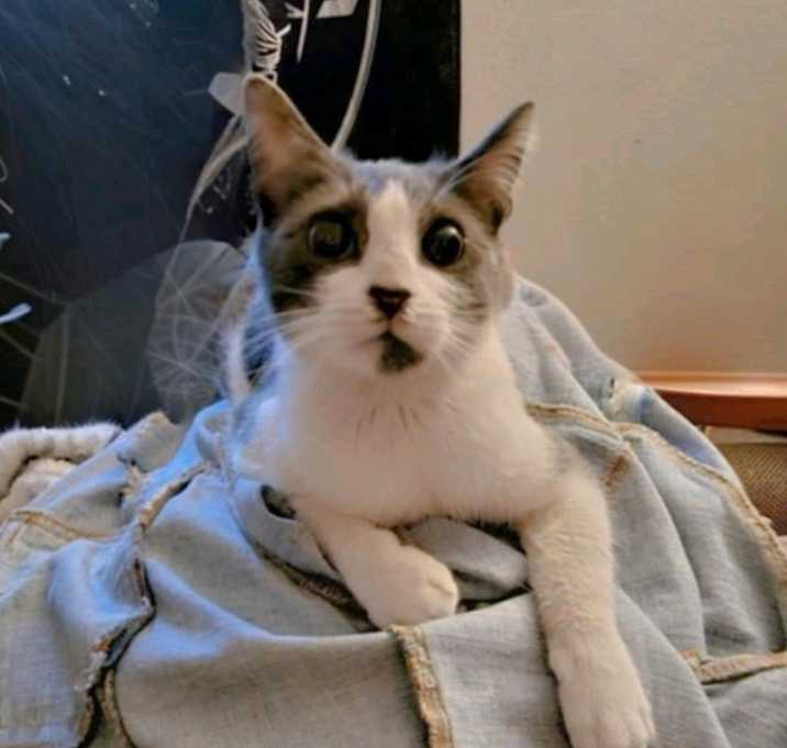 Photo of Shiloh