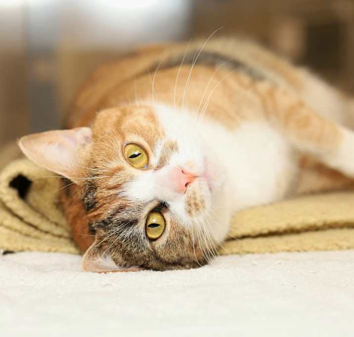 Photo of Tot