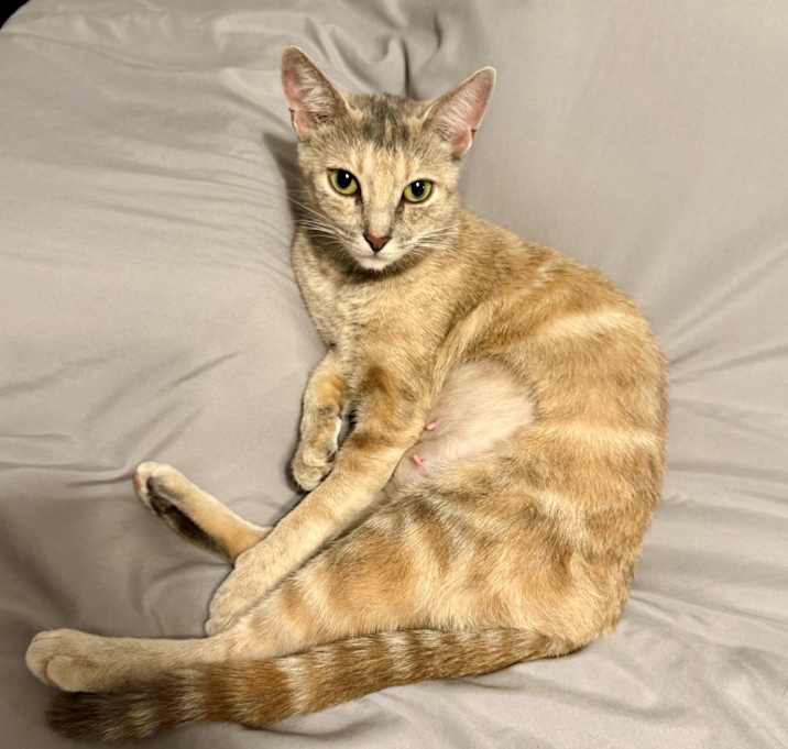Photo of Bella (so loving)