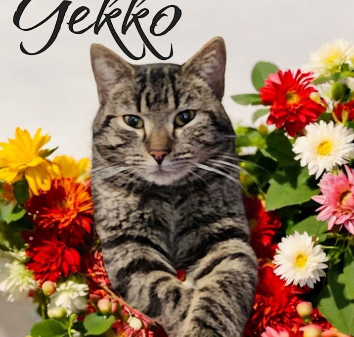 Photo of Gekko
