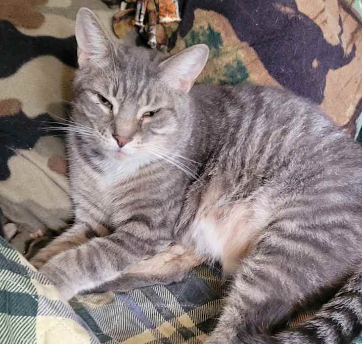 Photo of Silver