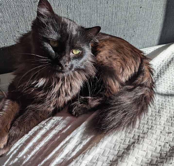 Photo of Blackbean