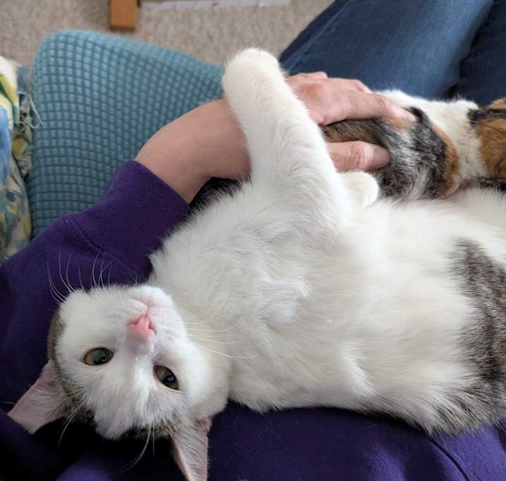 Photo of Bam Bam