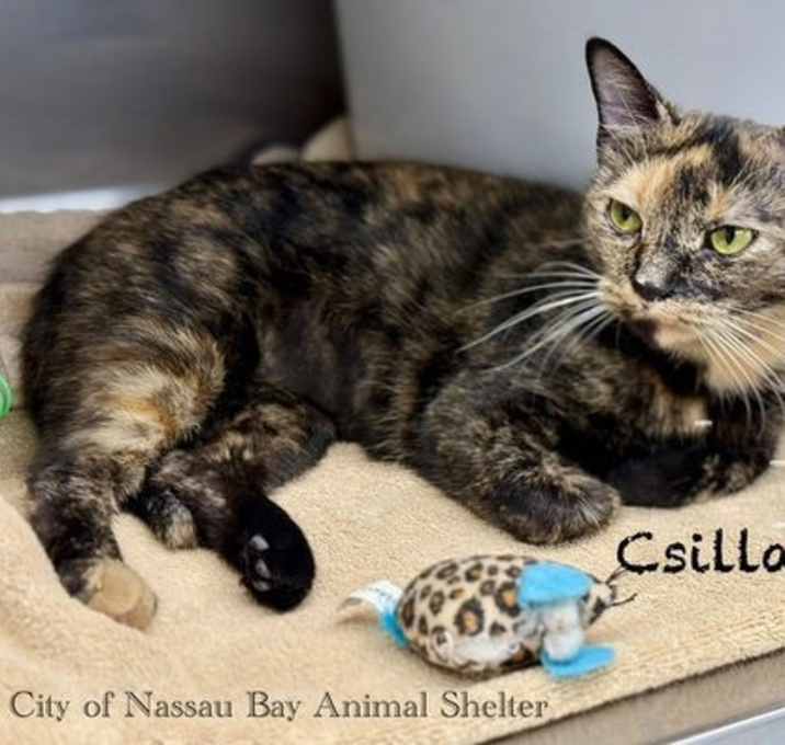 Photo of F04-25 Csilla