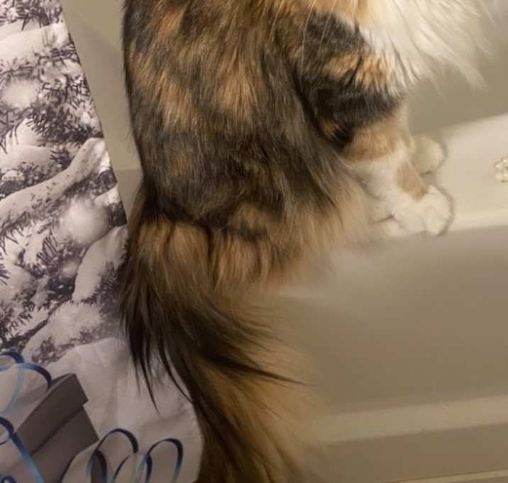 Photo of Mercury