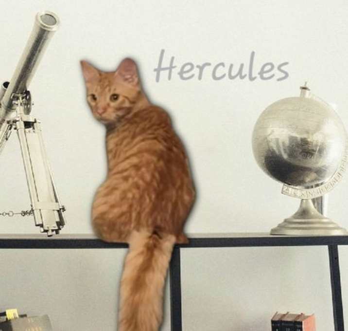 Photo of Hercules #strong-man?