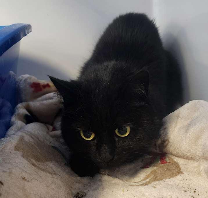 Photo of Circe