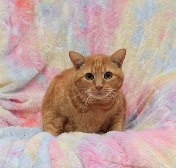 Photo of Milo