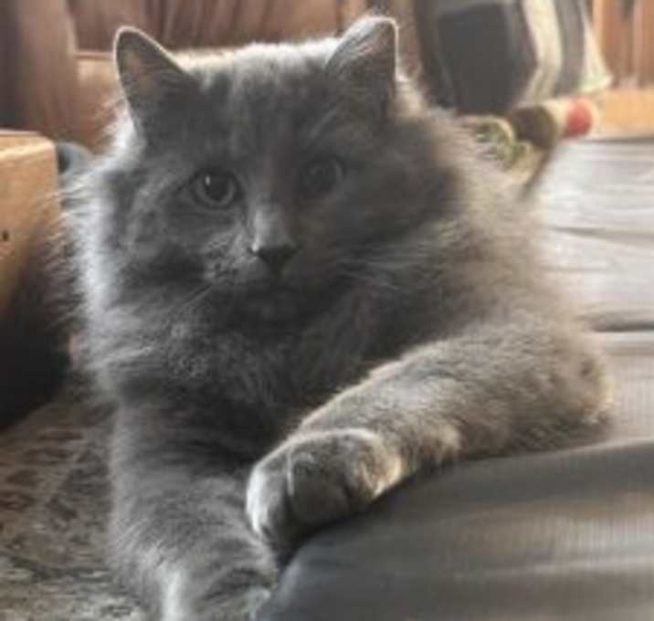 Photo of Bolt