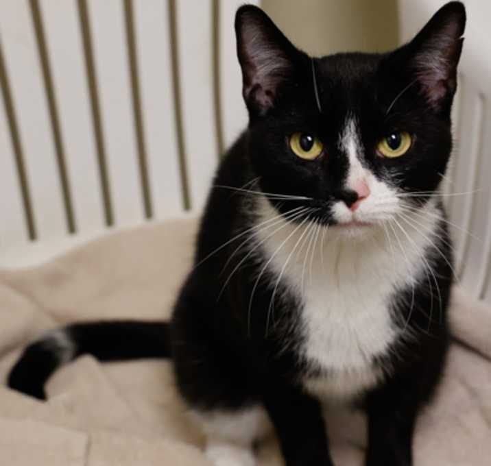 Photo of Dora *Bonded with Charlotte*
