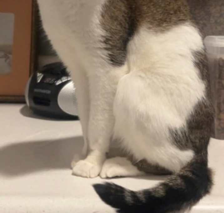 Photo of Caesar