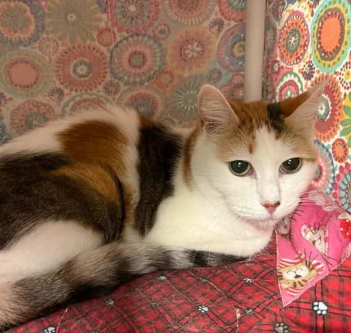 Photo of Clio