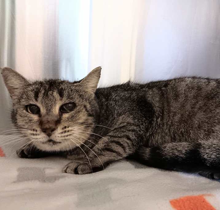 Photo of Tilly