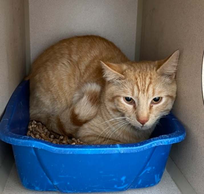 Photo of Phoenix