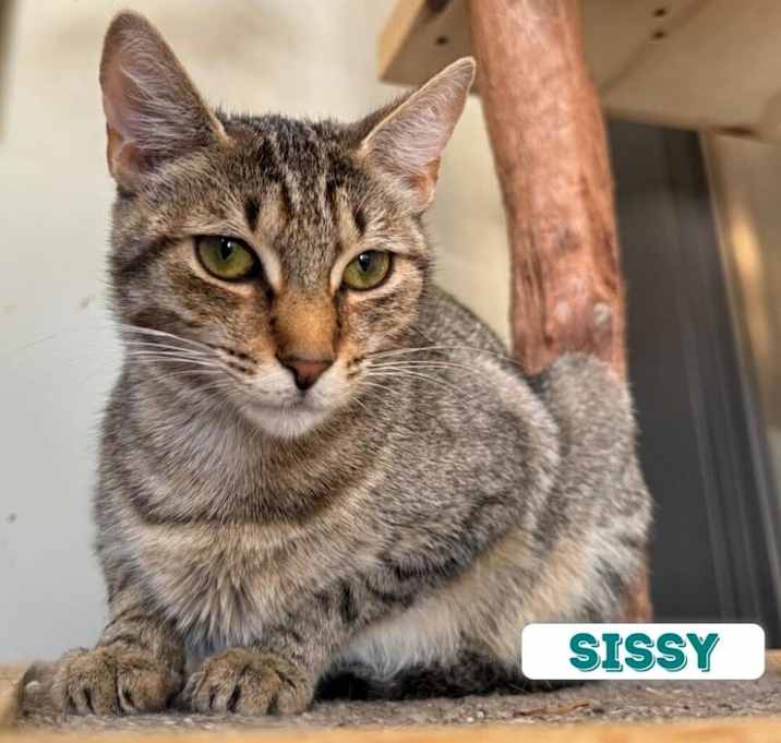 Photo of Sissy