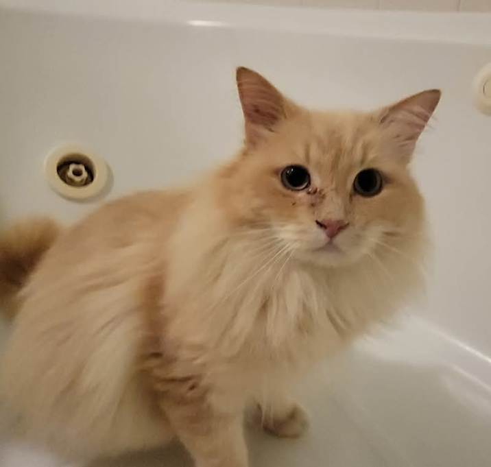 Photo of Cheeto