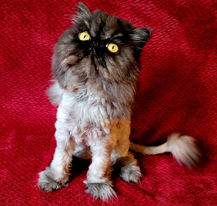 Photo of Kindra