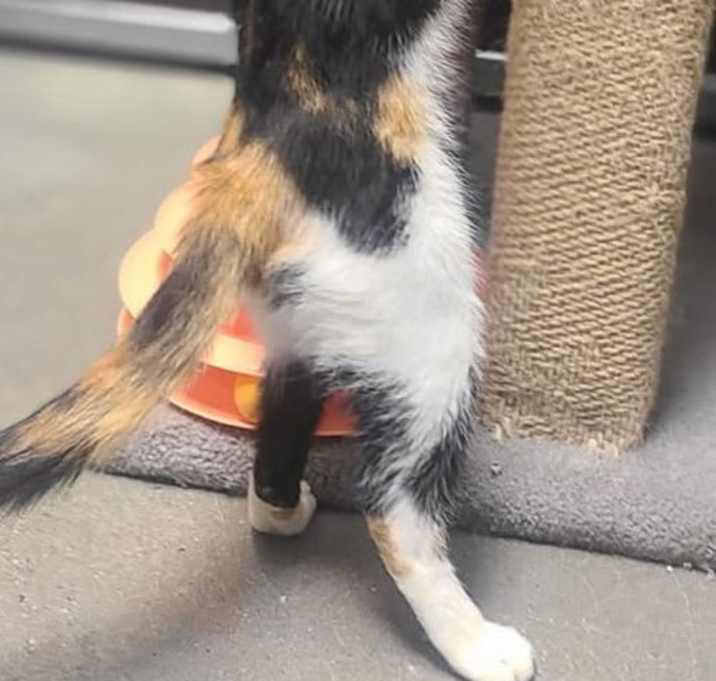 Photo of Cali