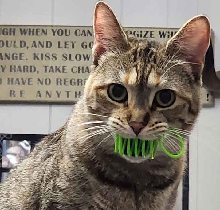 Photo of Dottie