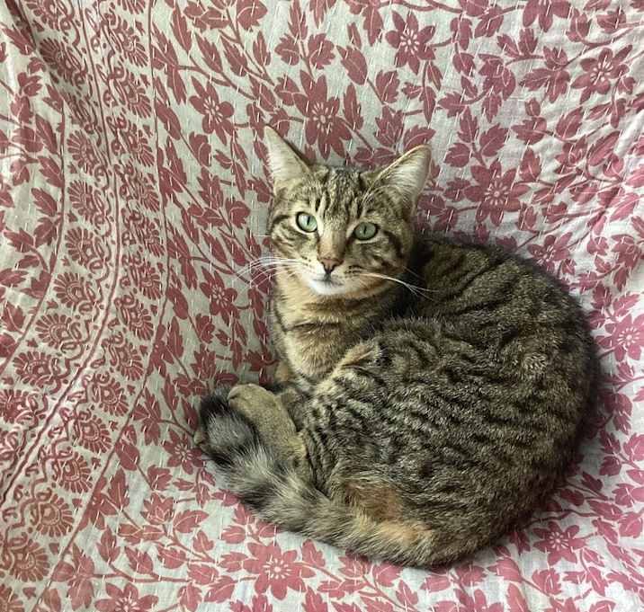 Photo of Clover