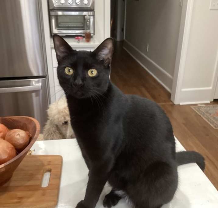 Photo of Bentley