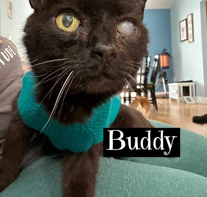 Photo of Buddy  ***Seeking Long Term foster***