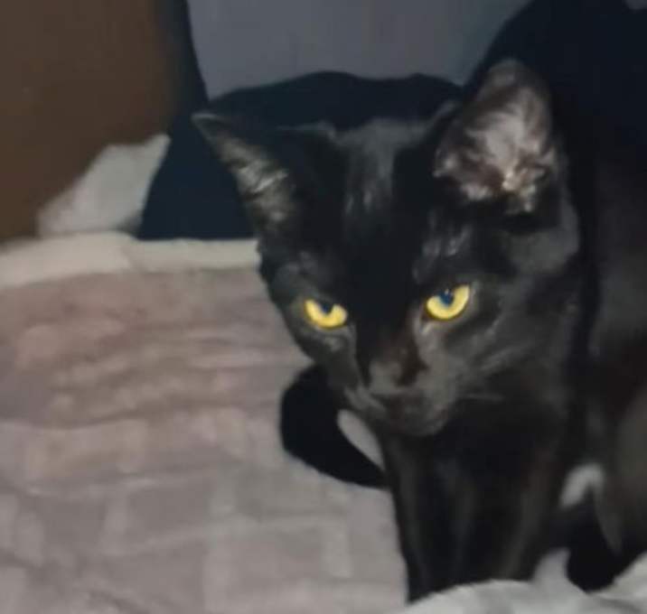 Photo of Zz Baby Olive Gothic Princess - Courtesy