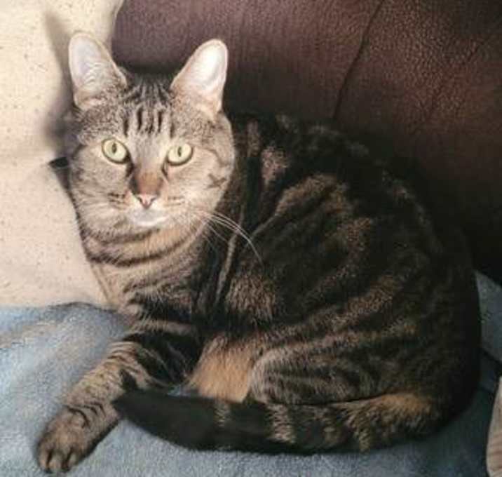 Photo of Zz Tiger~ Courtesy