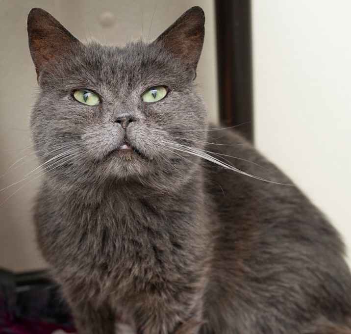 Photo of Chowder
