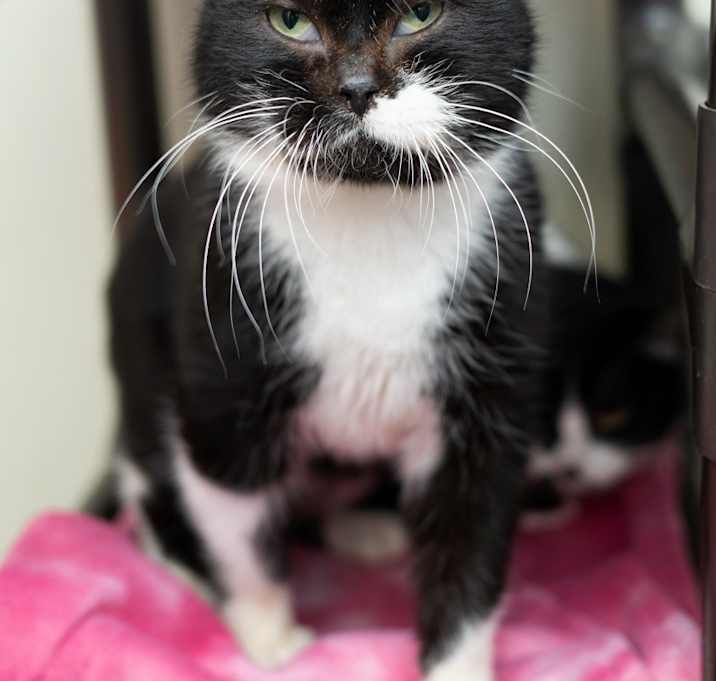 Photo of Humphrey