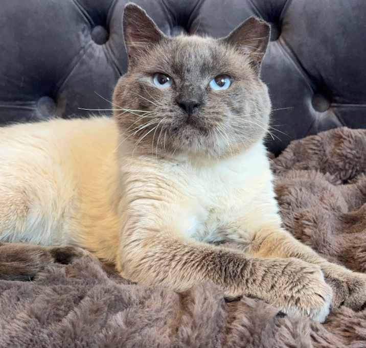 Photo of Meowgi
