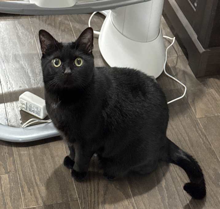 Photo of Little Kitty