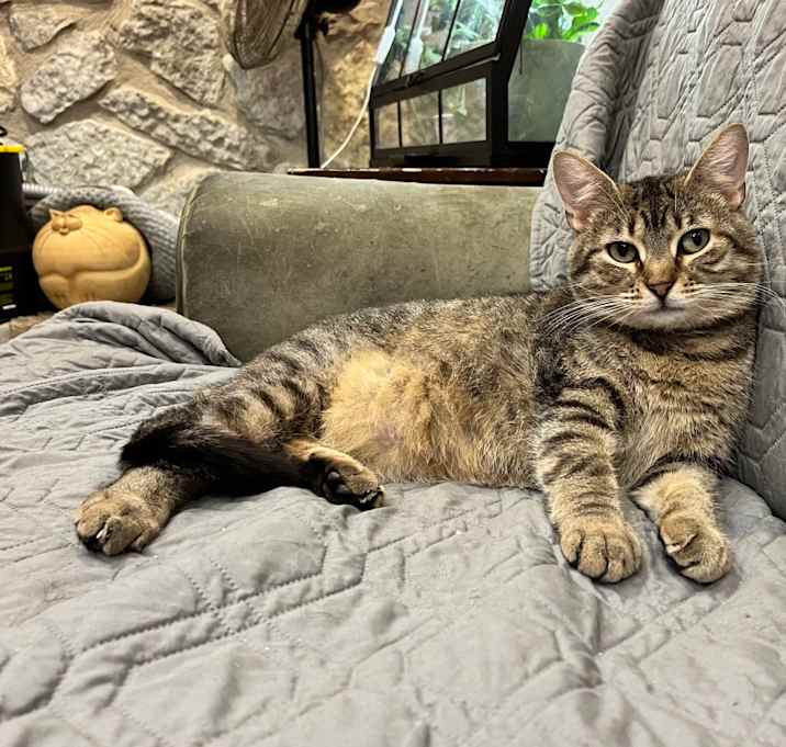 Photo of Cleopawtra