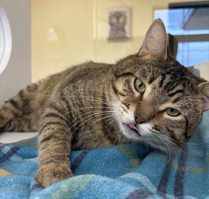 Photo of Wasabi