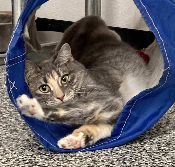 Photo of Skittles