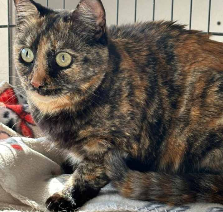 Photo of Aiko