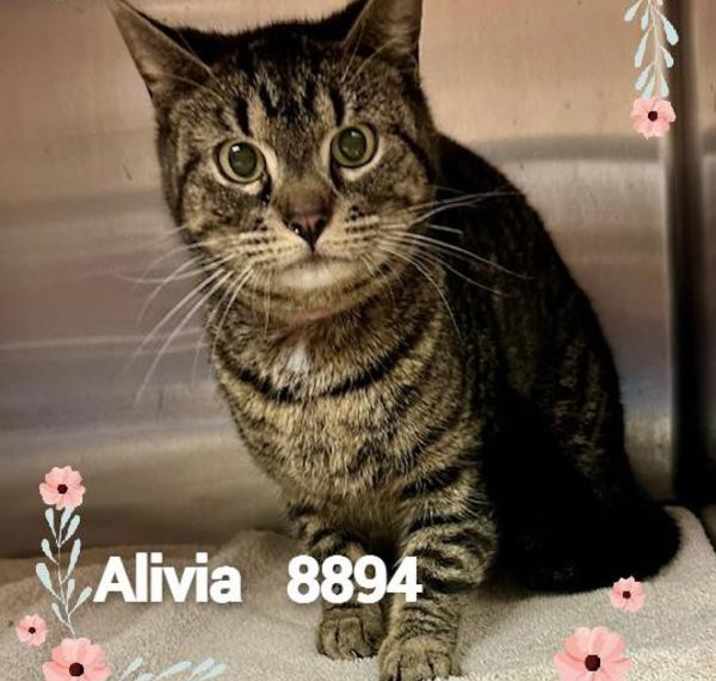 Photo of Alivia (608)
