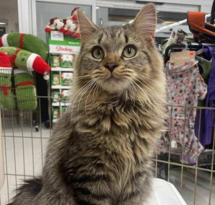 Photo of Sulley - at Petco (bonded with Georgee)
