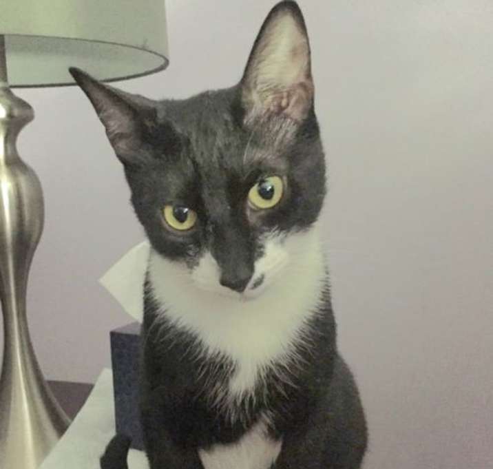 Photo of Georgee - at Petco Germantown (bonded with Sulley)