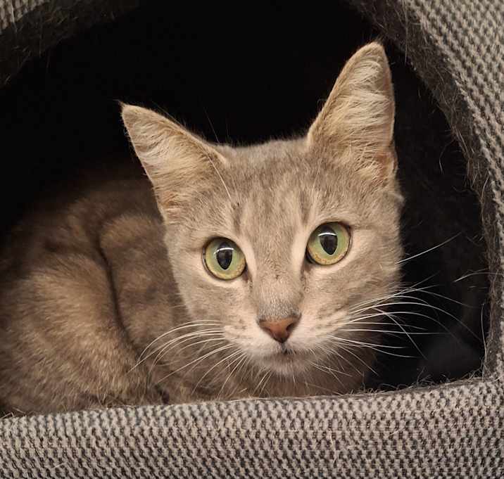 Photo of Lacey