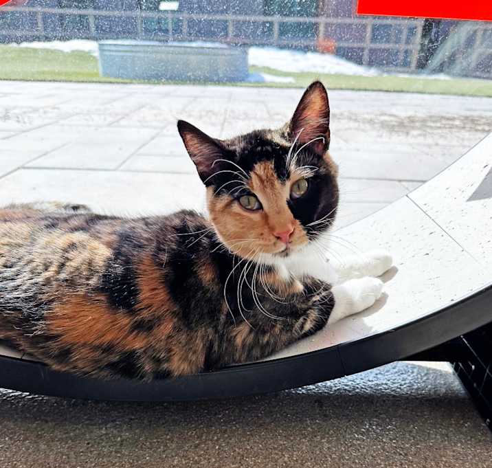 Photo of Lady