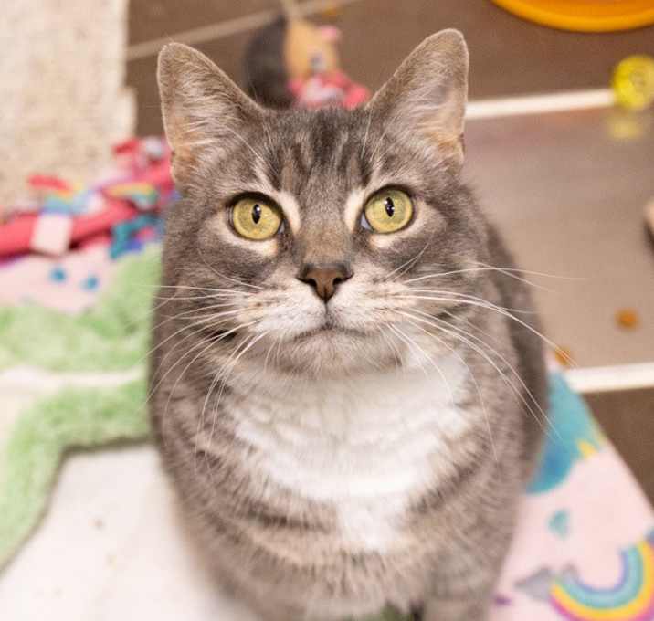Photo of Freyja -- Bonded Buddy With Pika