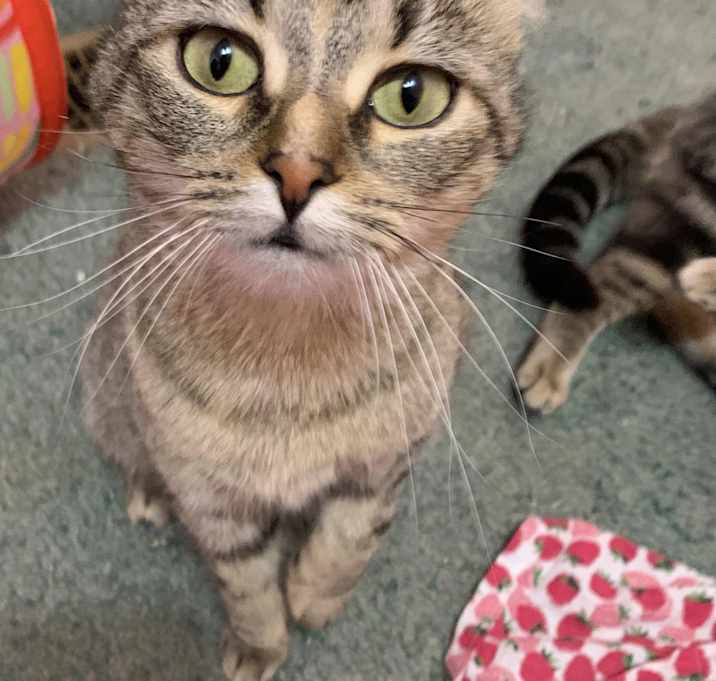 Photo of Poppy