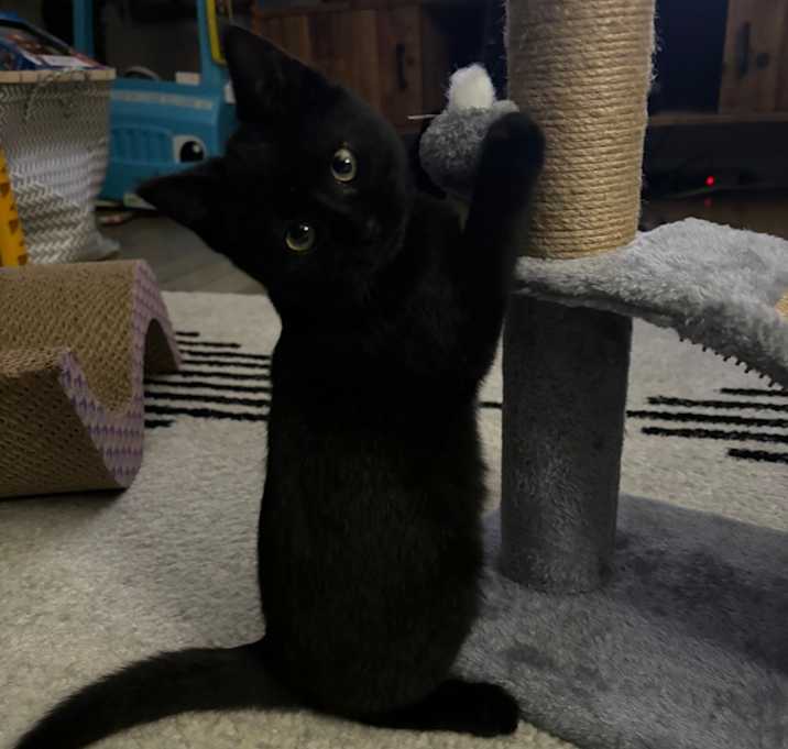 Photo of Felix