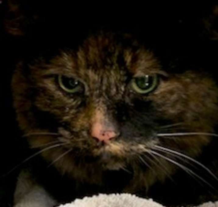 Photo of TALLY
