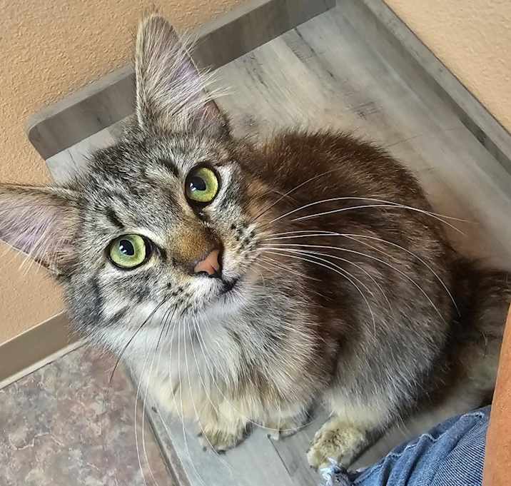 Photo of Kitty Soft Paws