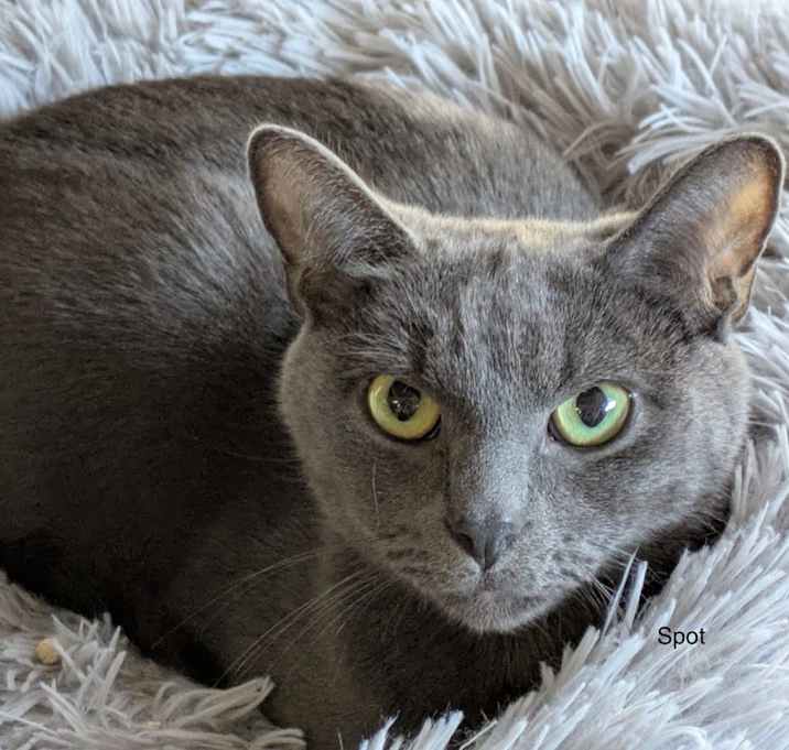 Photo of Spot