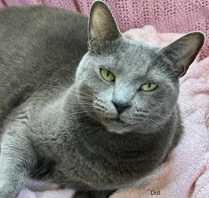 Photo of Dot